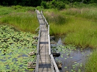 02709cl - The floating bridge of the Marsh Boardwalk at Presq'ile Park   Each New Day A Miracle  [  Understanding the Bible   |   Poetry   |   Story  ]- by Pete Rhebergen